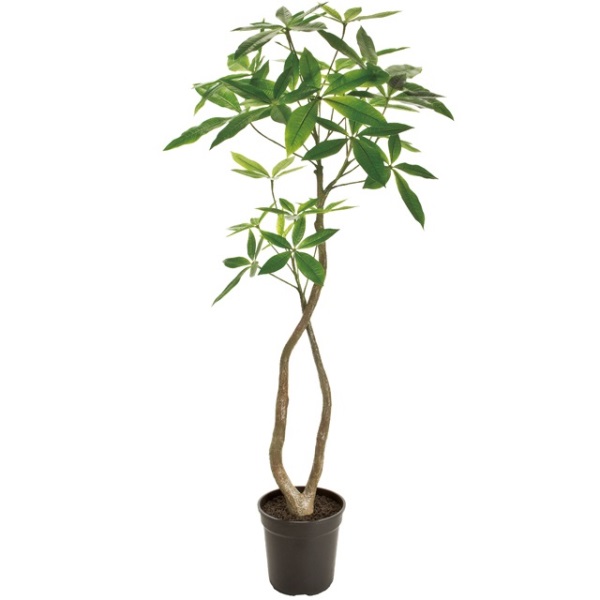 人工観葉植物 パキラ 4F 高さ120cm （P199-fg22000) （代引き不可） インテリアグリーン フェイクグリーン