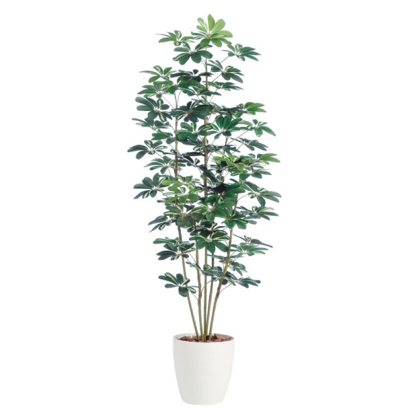 人工観葉植物 シェフレラ 180cm 高さ180cm （P215-dt98889) （代引き不可） インテリアグリーン フェイクグリーン