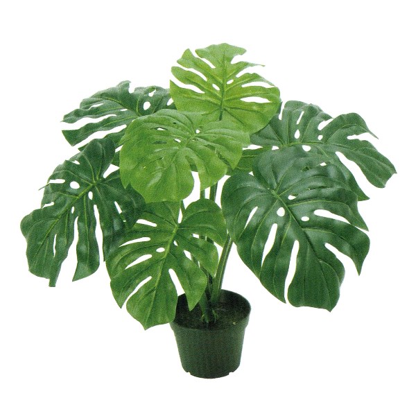 人工観葉植物 モンステラ ポット 光触媒加工 高さ50cm （P202-zv5702) （代引き不可） インテリアグリーン フェイクグリーン
