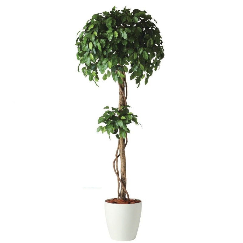 人工観葉植物 フィッカスベンシャミナダブル 180 natural ポット付き 高さ180cm （P58-91236) （代引き不可） インテリアグリーン フェイ