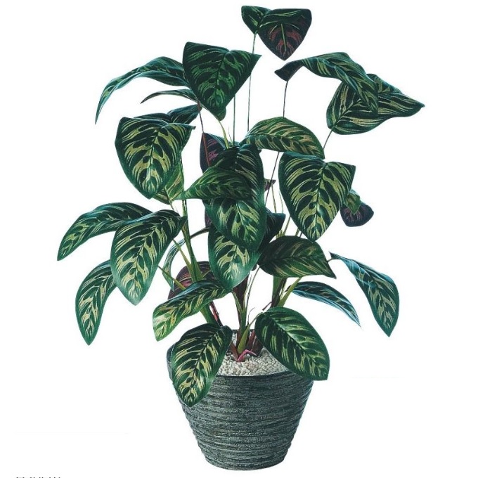人工観葉植物 クテナンテ ポット付き 高さ50cm （P111-91502) （代引き不可） インテリアグリーン フェイクグリーン