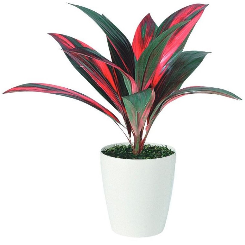 人工観葉植物 レインボーテルミナリス ポット付き 高さ55cm （P112-91513) （代引き不可） インテリアグリーン フェイクグリーン