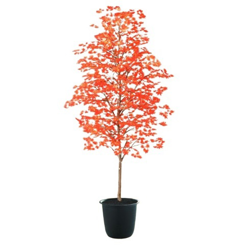 人工観葉植物 ヤマモミジ 紅 180 ポット付き 高さ180cm （P126-91775) （代引き不可） インテリアグリーン フェイクグリーン