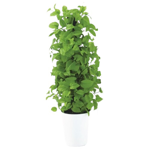 人工観葉植物 MIX ヘゴ ライム/ライム 90 Pole style ポット付き 高さ90cm （P68-91802) （代引き不可） インテリアグリーン フェイクグ