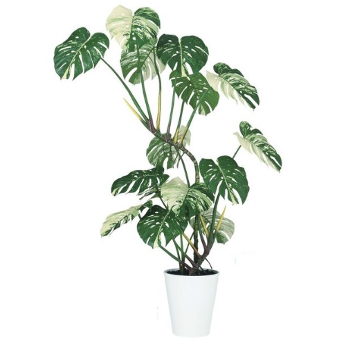 人工観葉植物 ワイルドモンステラ 斑入り 160 ポット付き 高さ160cm （P92-91846) （代引き不可） インテリアグリーン フェイクグリーン