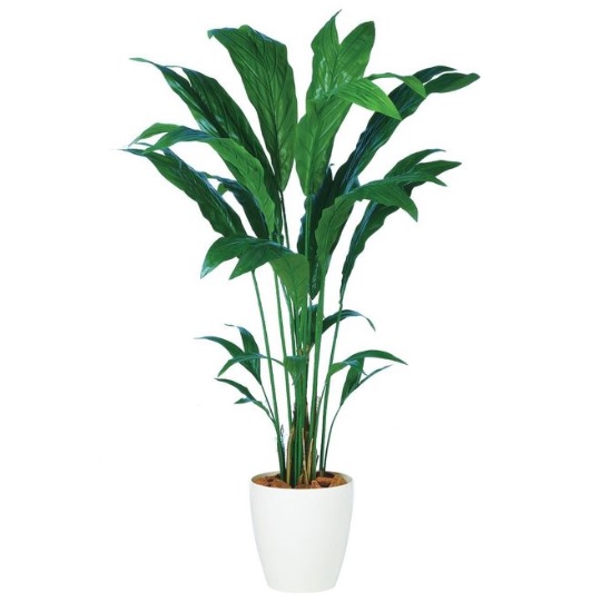 人工観葉植物 チャメドレア 160 ポット付き 高さ160cm （P91-98878) （代引き不可） インテリアグリーン フェイクグリーン