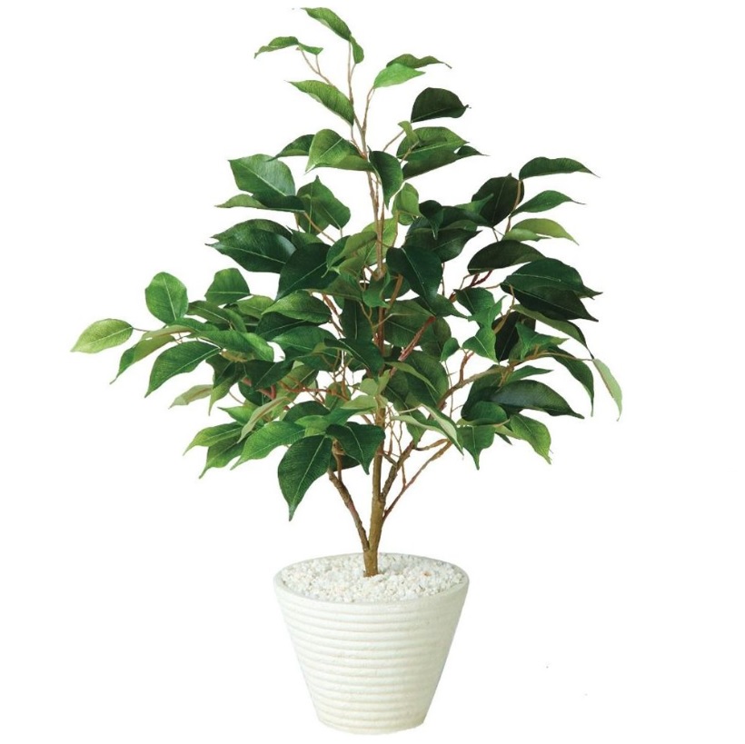 人工観葉植物 テーブル ベンジャミン ポット付き 高さ55cm （P107-98962) （代引き不可） インテリアグリーン フェイクグリーン