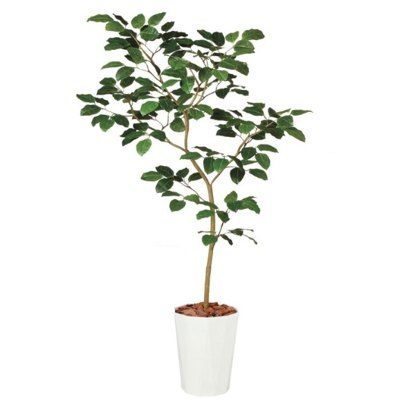 人工観葉植物 ベンガルボダイジュ FST 180 ポット付き 高さ180cm （P47-99114) （代引き不可） インテリアグリーン フェイクグリーン