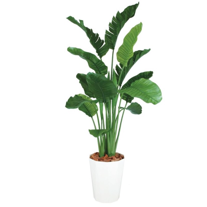 人工観葉植物 ストレチア・オーガスタ MIX 200 ポット付き 高さ200cm （P88-99172) （代引き不可） インテリアグリーン フェイクグリーン