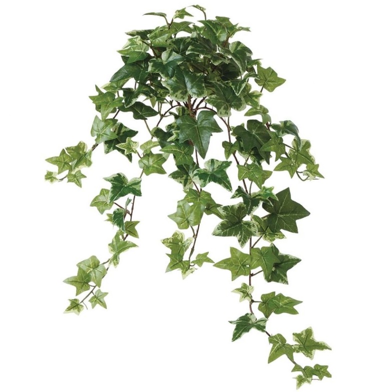 人工観葉植物 セージアイビー ブッシュ 長さ60cm （P143-99252) （代引き不可） インテリアグリーン フェイクグリーン