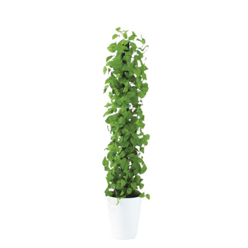 人工観葉植物 ライムポトスヘゴ 150 Pole style ポット付き 高さ150cm （P69-99305) （代引き不可） インテリアグリーン フェイクグリー