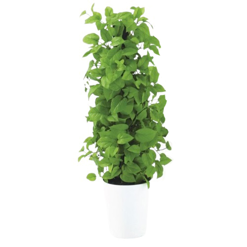 人工観葉植物 ライムポトスヘゴ 90 Pole style ポット付き 高さ90cm （P69-99306) （代引き不可） インテリアグリーン フェイクグリーン