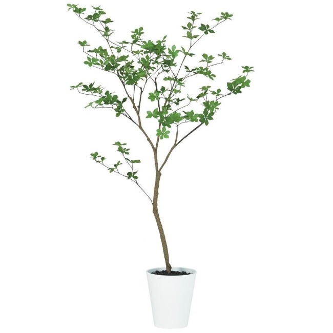 人工観葉植物 ドウダンツツジ FST 130 ポット付き 高さ130cm （P77-99377) （代引き不可） インテリアグリーン フェイクグリーン